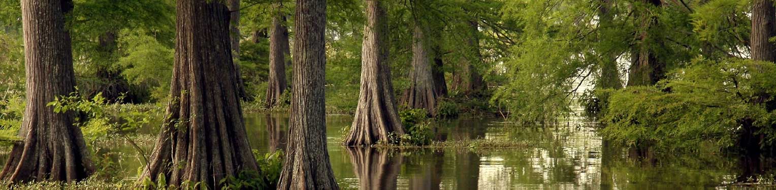 Assumption banner with trees in a swamp.